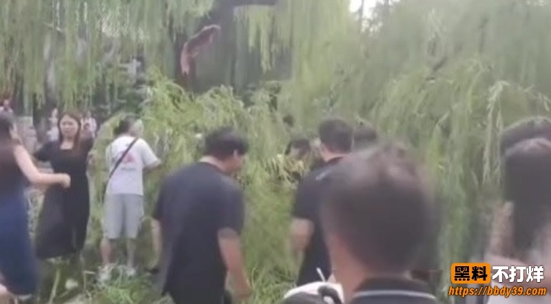 济南趵突泉老柳树断枝砸伤游客 6
