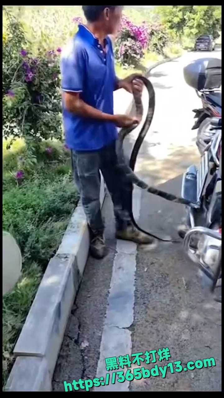 贵州眼镜王蛇 4