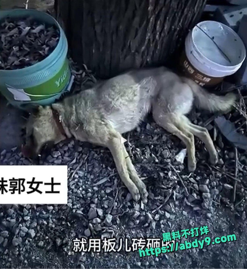 山西狗咬人反杀案开庭4