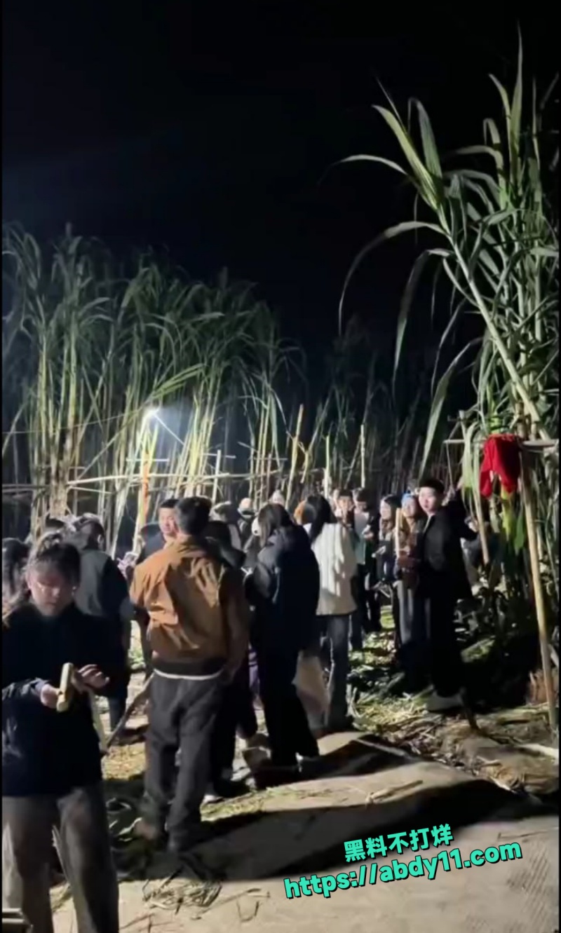 偷甘蔗活动6