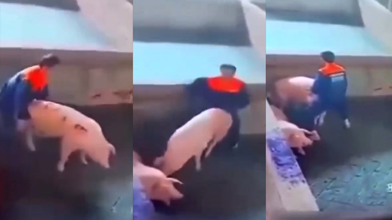 和猪做爱饲养员也是憋了很久了 挑了一头外貌较好的猪