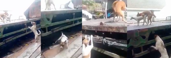 笑死，狗子快要急死了，可恶的人类就帮帮它呀