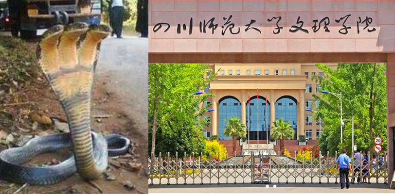 四川成都文理学院 惊现三头蛇 被保安阿姨当场拿下 一个新的物种竟然在学校被发现了