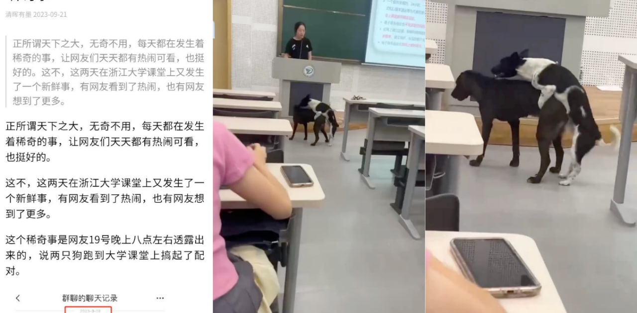 浙江理工大学老师上课之时俩只狗跑到讲台上交配！全班学生现场吃瓜！