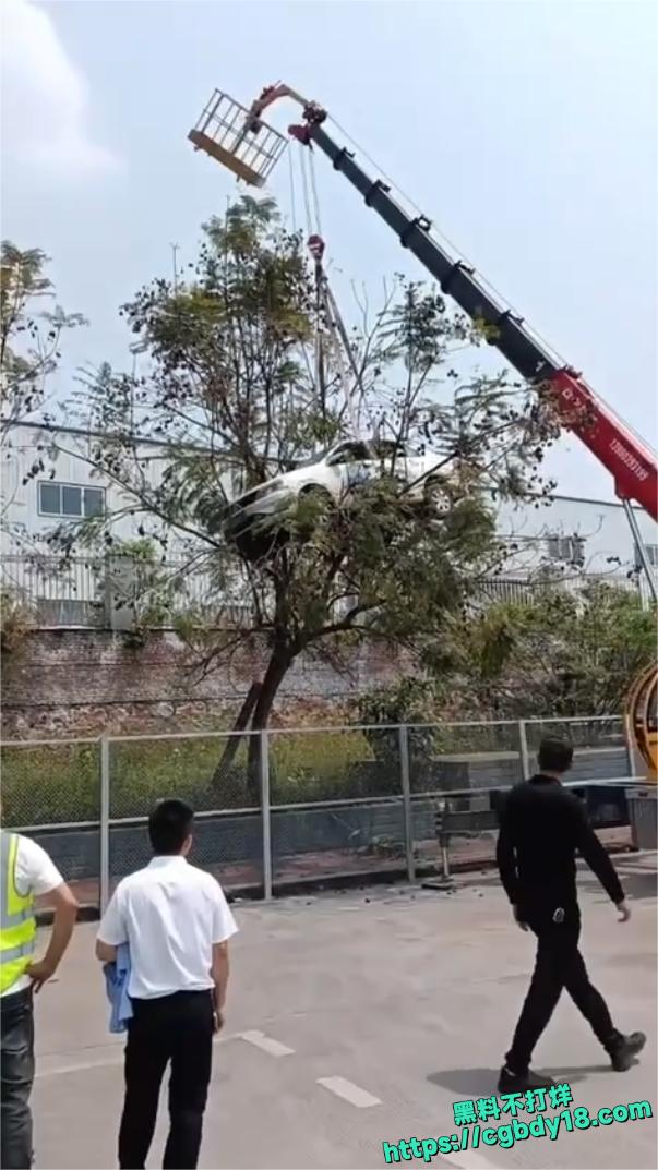 宜宾长宁飞车 上树6