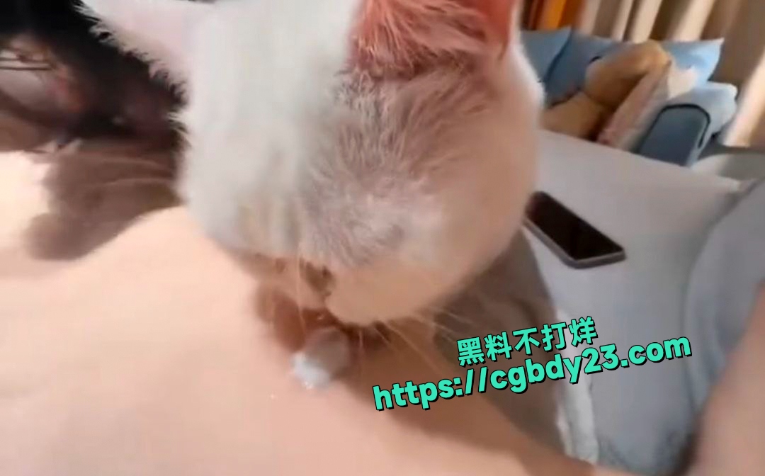 带着猫出去接客一个舔奶一个吃吊7