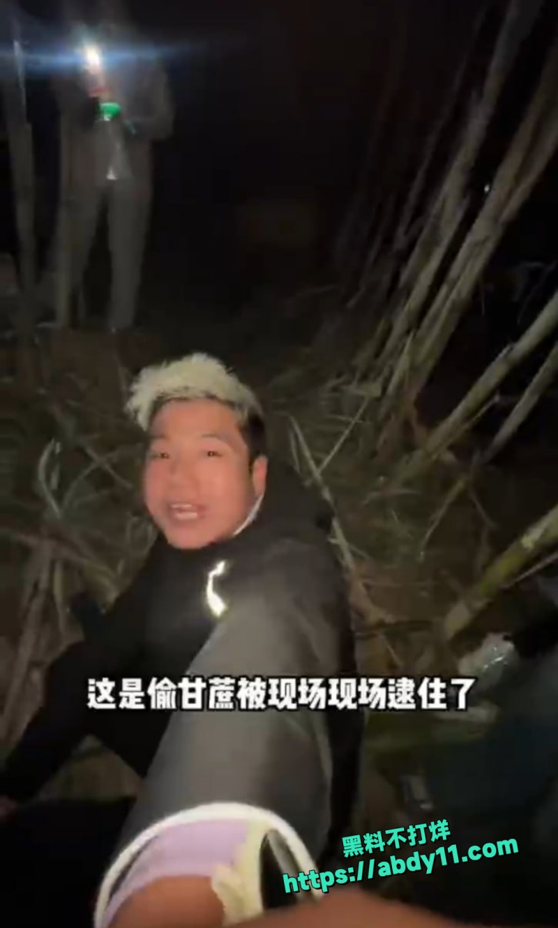 偷甘蔗活动3