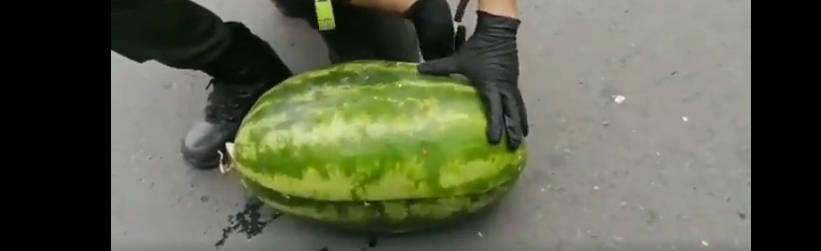 运瓜车藏毒被查 西瓜里边全是大麻 警察当场拆穿 司机这操作太离谱