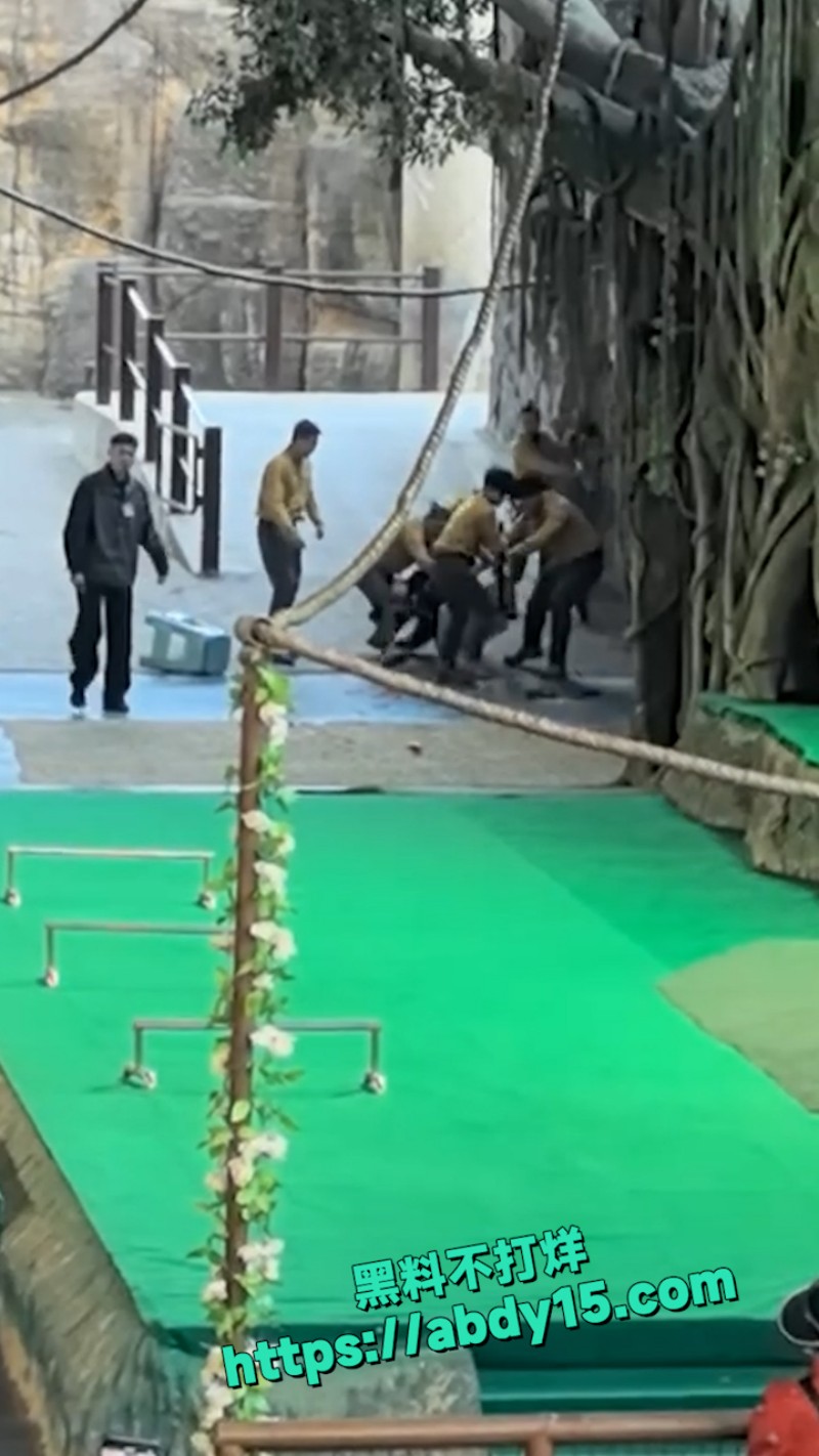 杭州野生动物园黑熊袭击饲养员 12