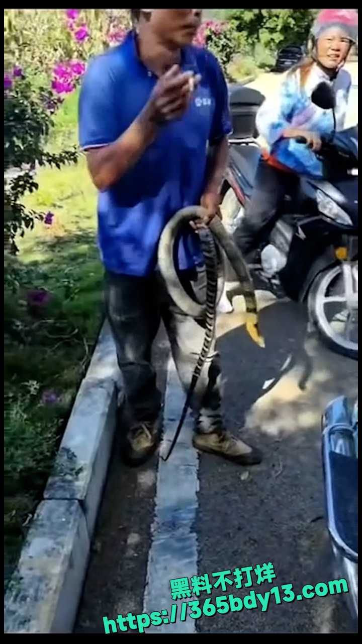 贵州眼镜王蛇 7