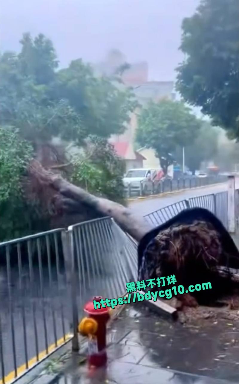 超级台风韦帕登录广东所到之处一片狼藉2