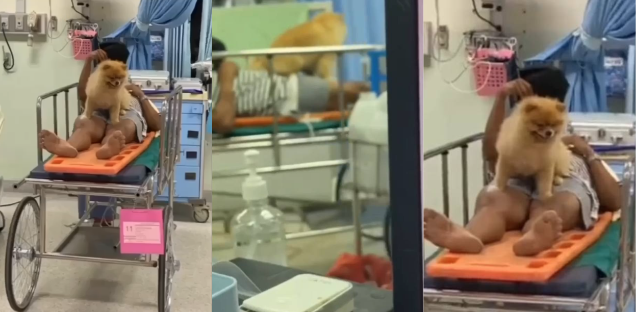 真*日了狗了！泰国一男子日狗后鸡巴拔不出来被紧急送往医院！