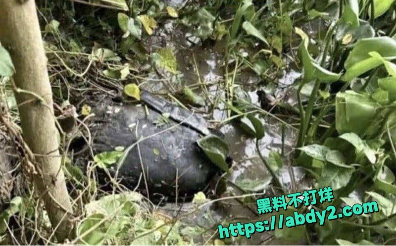 越南夫妻出轨分尸案曝光3