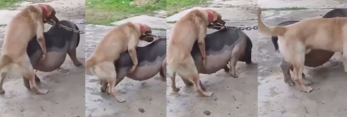 这生下来的是该怎么叫，叫猪仔还是叫狗仔