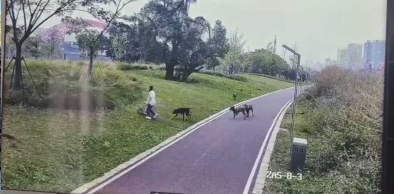 江西赣州妈妈带女儿散步 被4条未栓绳烈性犬撕咬 养狗不妥善管理建议重判