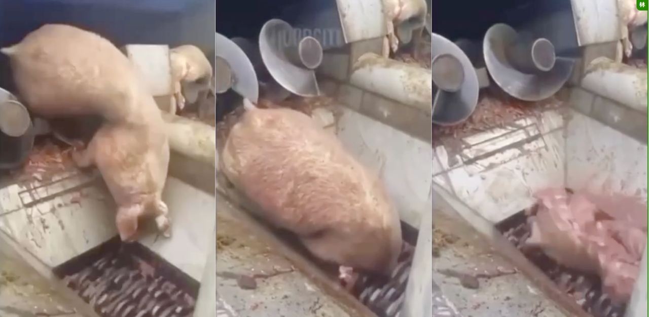 胆小勿入，绞肉机