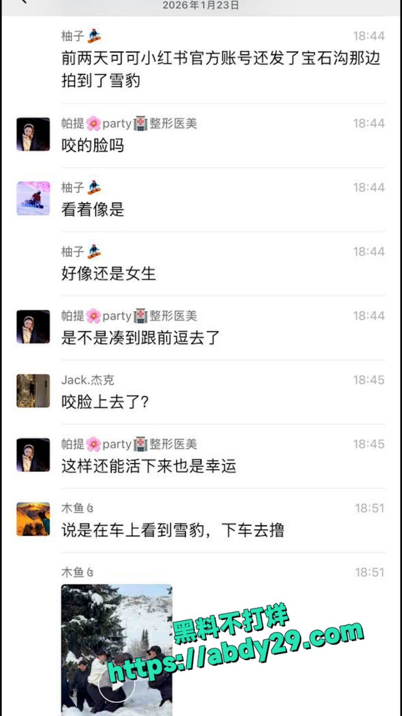 新疆可可托海发生雪豹伤人事件 10