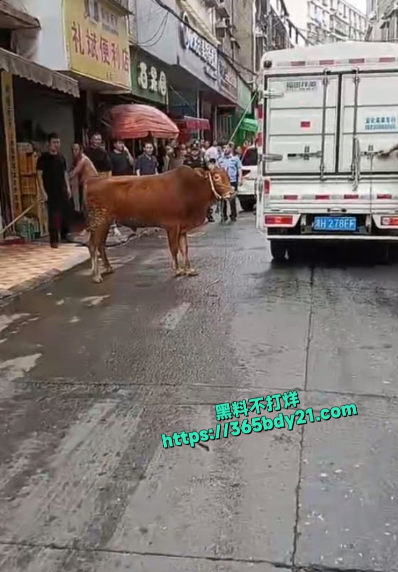 湖南益阳牛伤人3