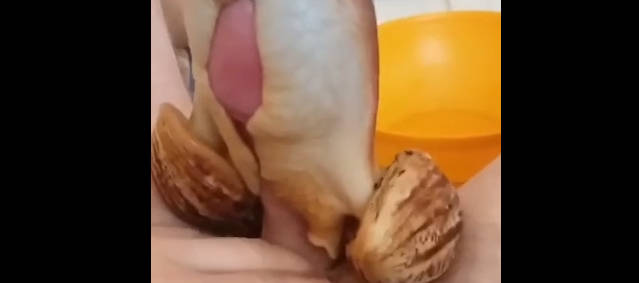狠人操蜗牛 这模拟的真实触感吧 而且蜗牛还会分泌神秘液体 真特码的牛逼