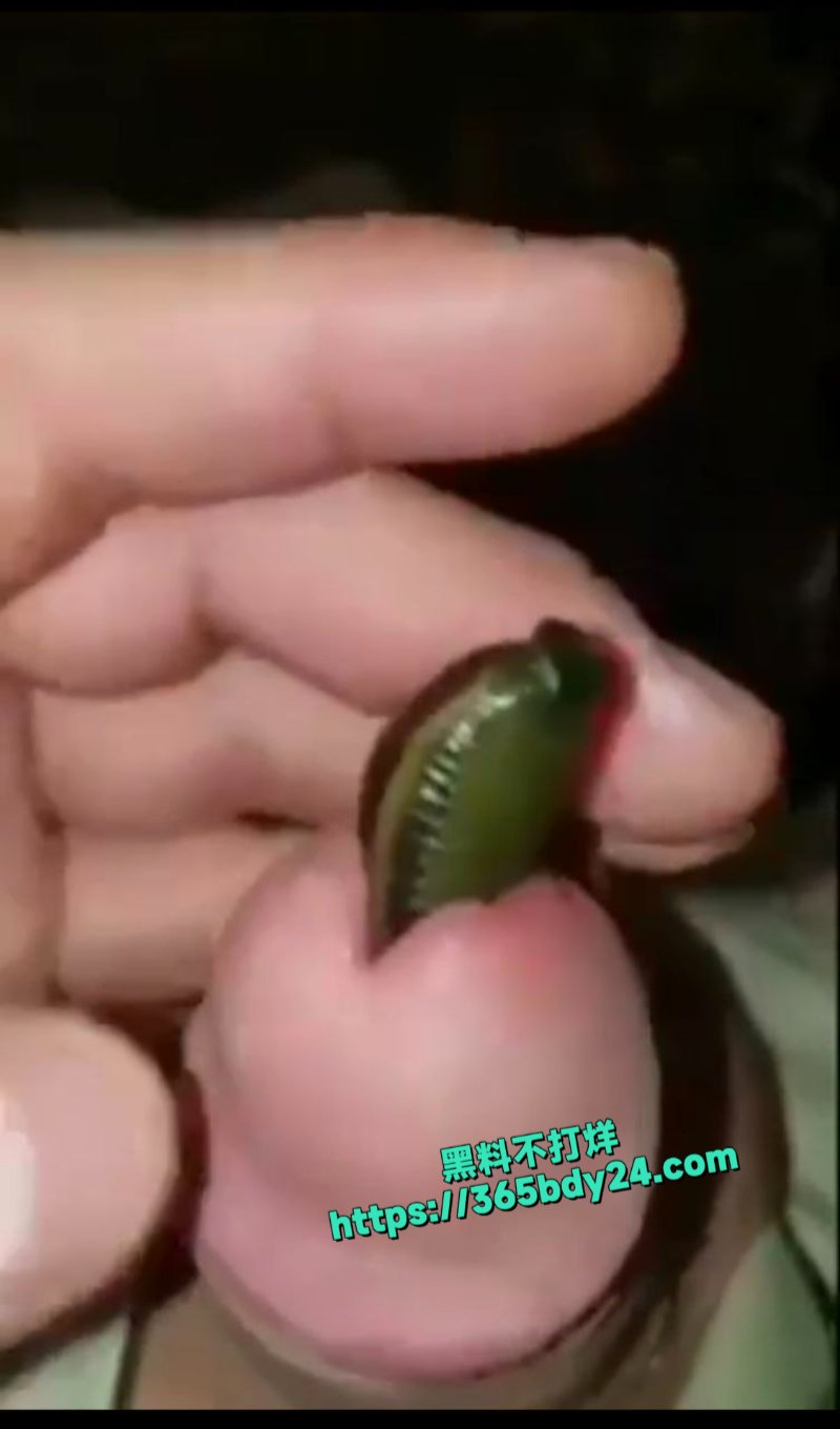 血蛭往龟头里塞6