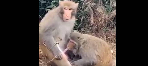 真不要脸嘲笑猴子口交 自己连人的都舔过还笑话猴子 抽象双标太搞笑