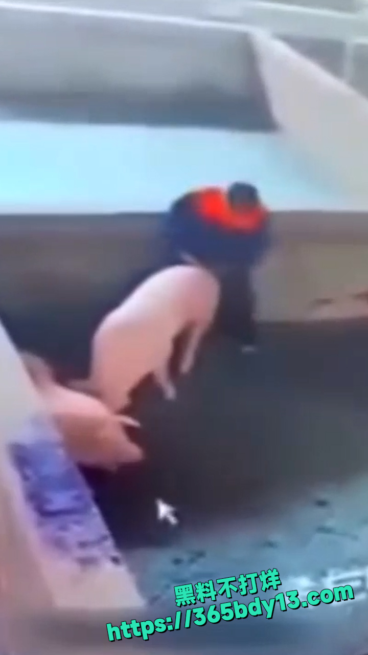 孤独三五年母狗赛貂蝉 4