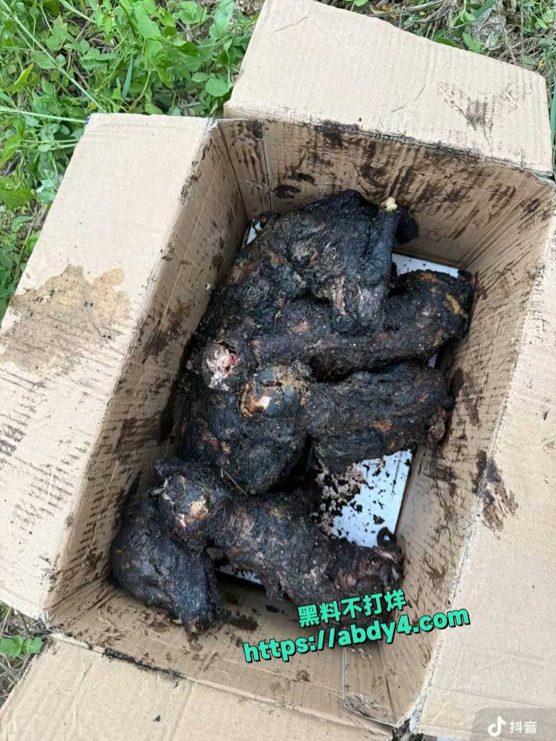 广东揭阳普宁流沙大道宠物店突发火灾 3