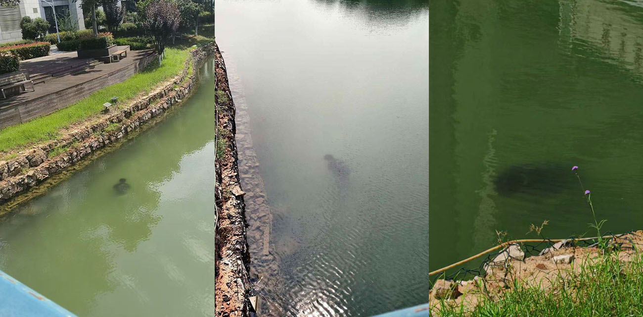湖北武汉中国地质大学未来城校区惊现浮尸 现场高清画面流出胆小瓜友慎点