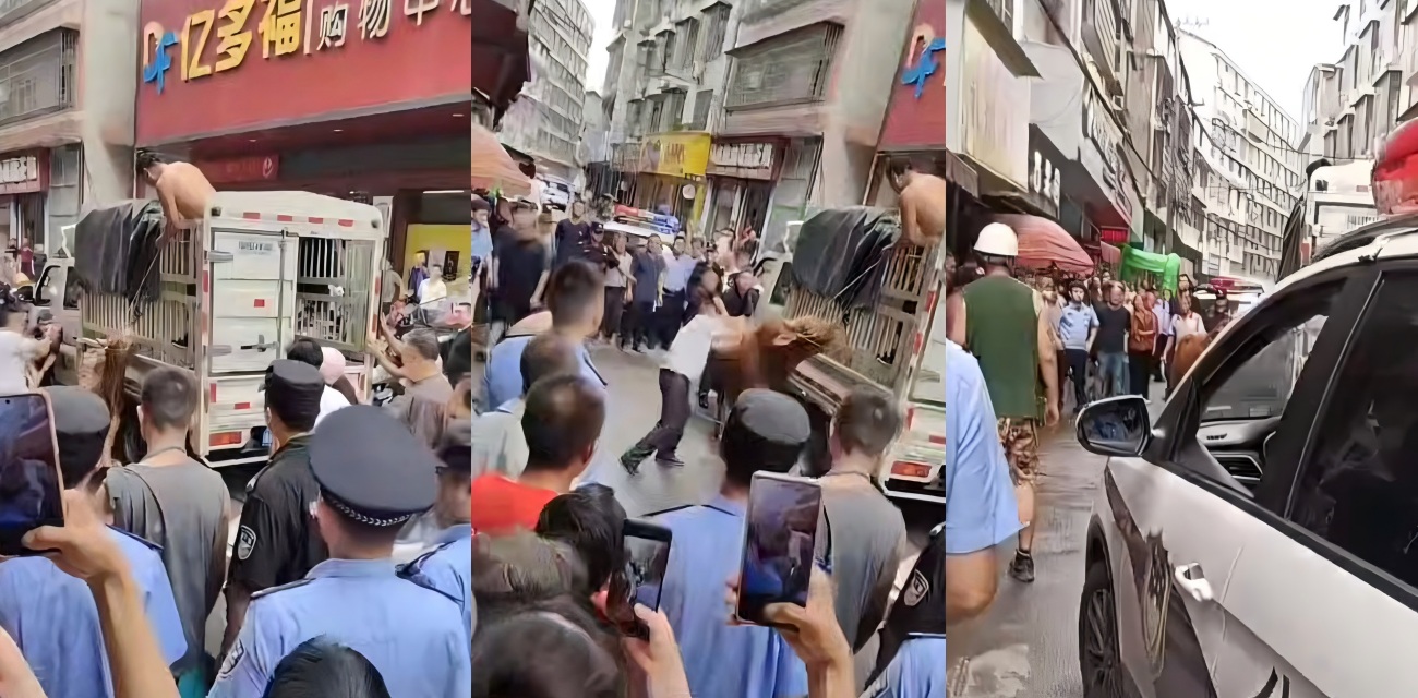湖南益阳安化县牛发疯伤人 小镇乱成一锅粥 警察出动收拾残局