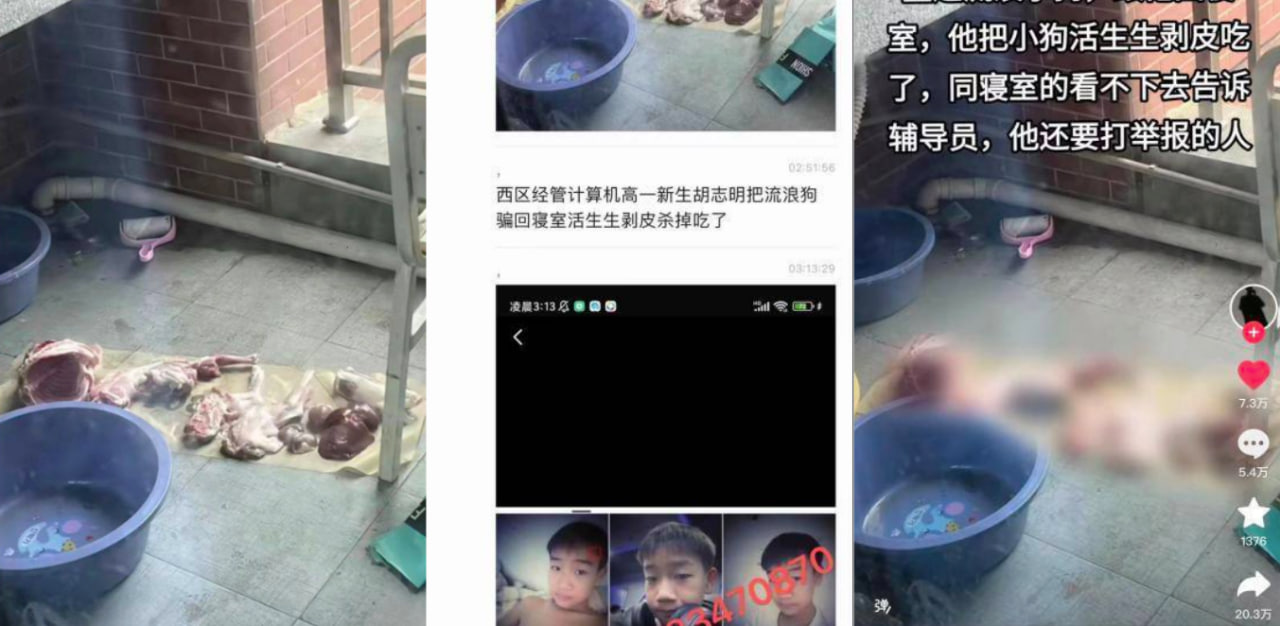四川科技职业学院俩学生虐狗杀狗恶劣行为被曝光，残忍度实在看不下去！后给予俩学生留校察看处分！