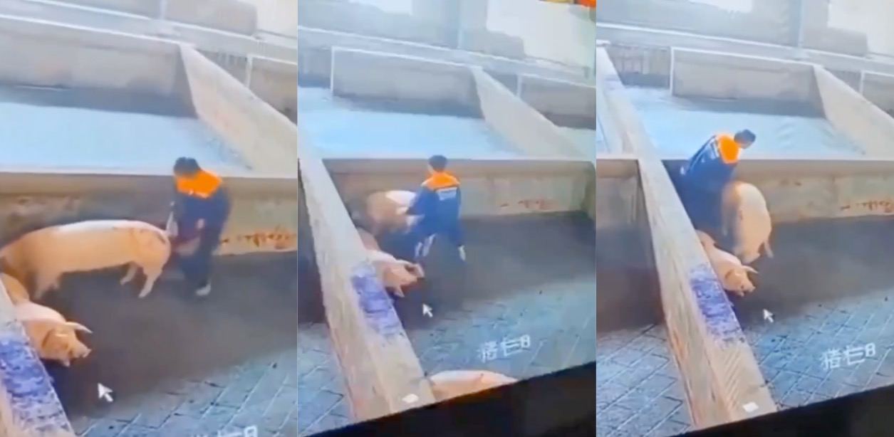 当着公猪的面干母猪 养猪场的员工可能真的忍不住了 直接在监控下疯狂后入母猪