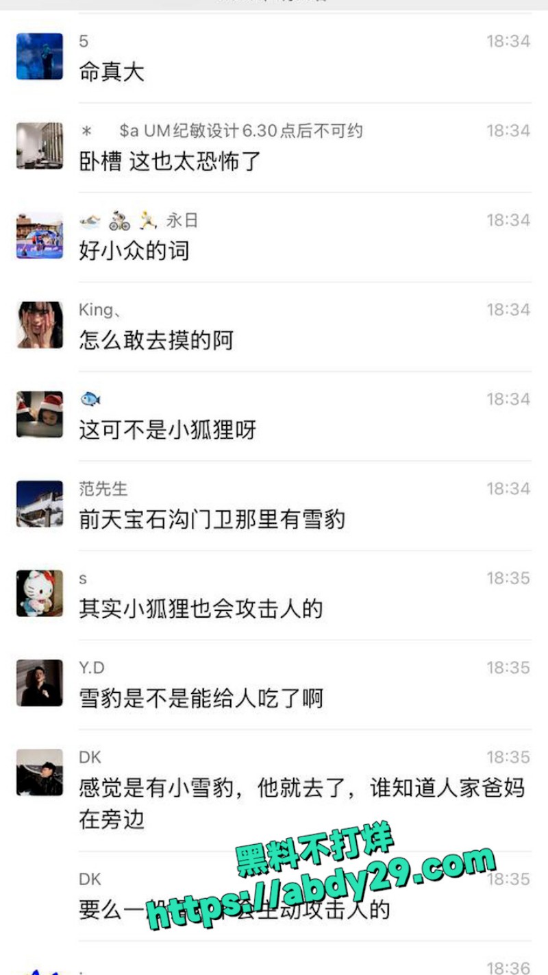 新疆可可托海发生雪豹伤人事件 11