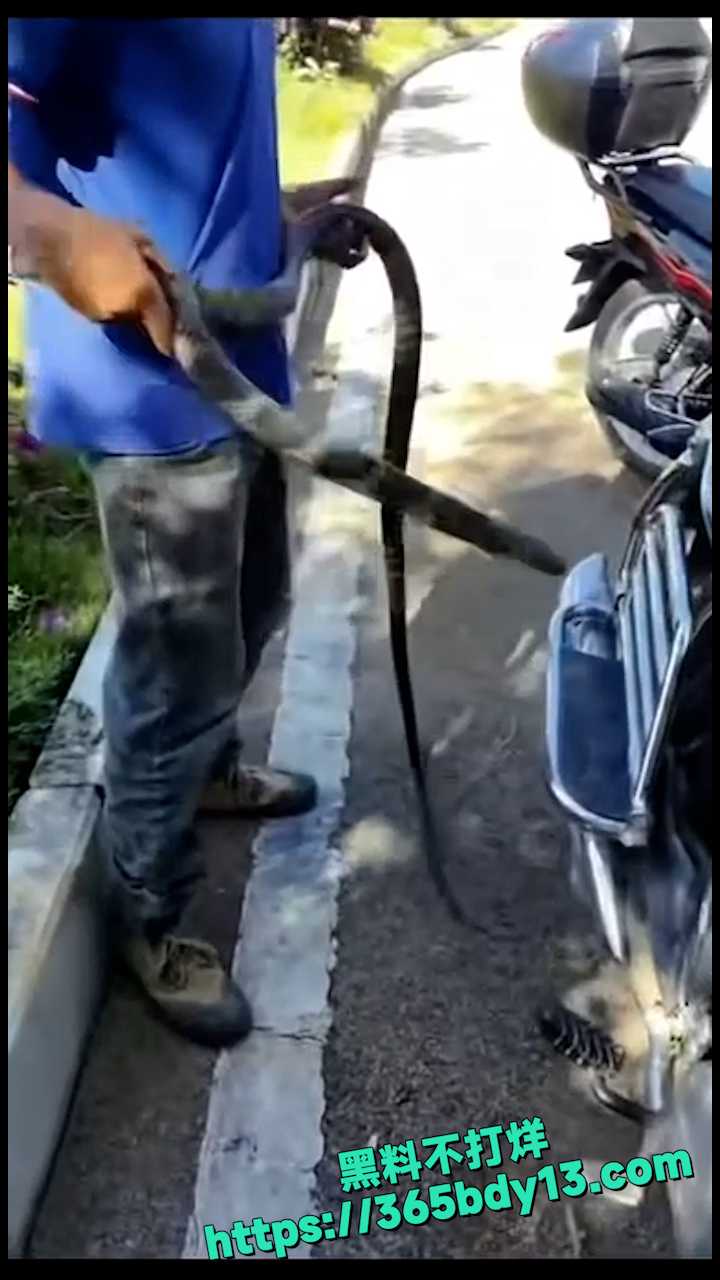 贵州眼镜王蛇 5