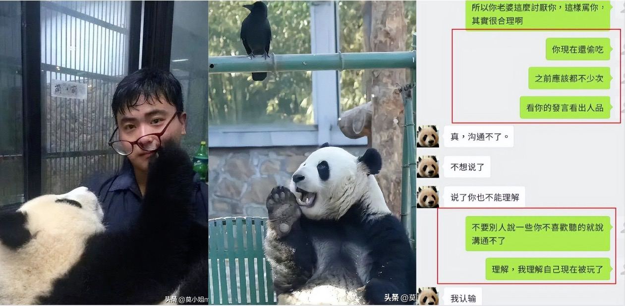 凭借网红大熊猫萌兰的饲养员张粤，女粉丝明知张粤有家庭甘愿做小三为其怀孕！