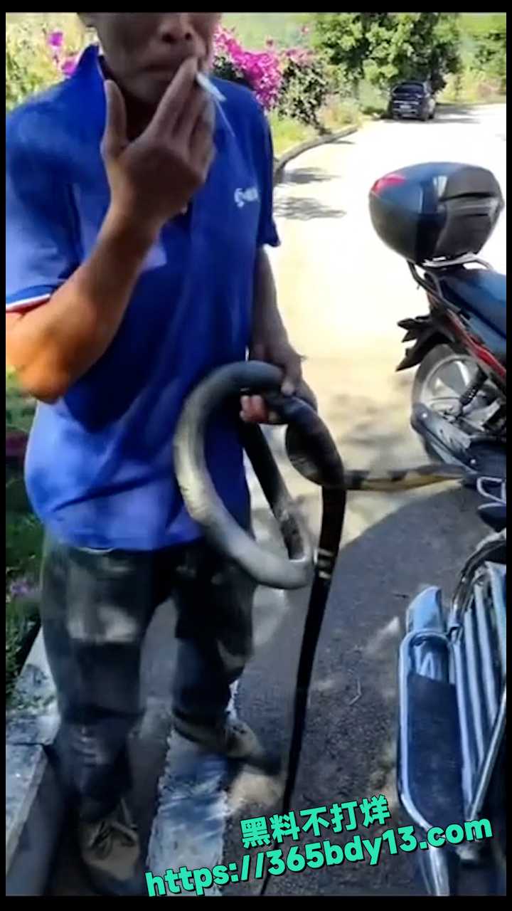 贵州眼镜王蛇 6