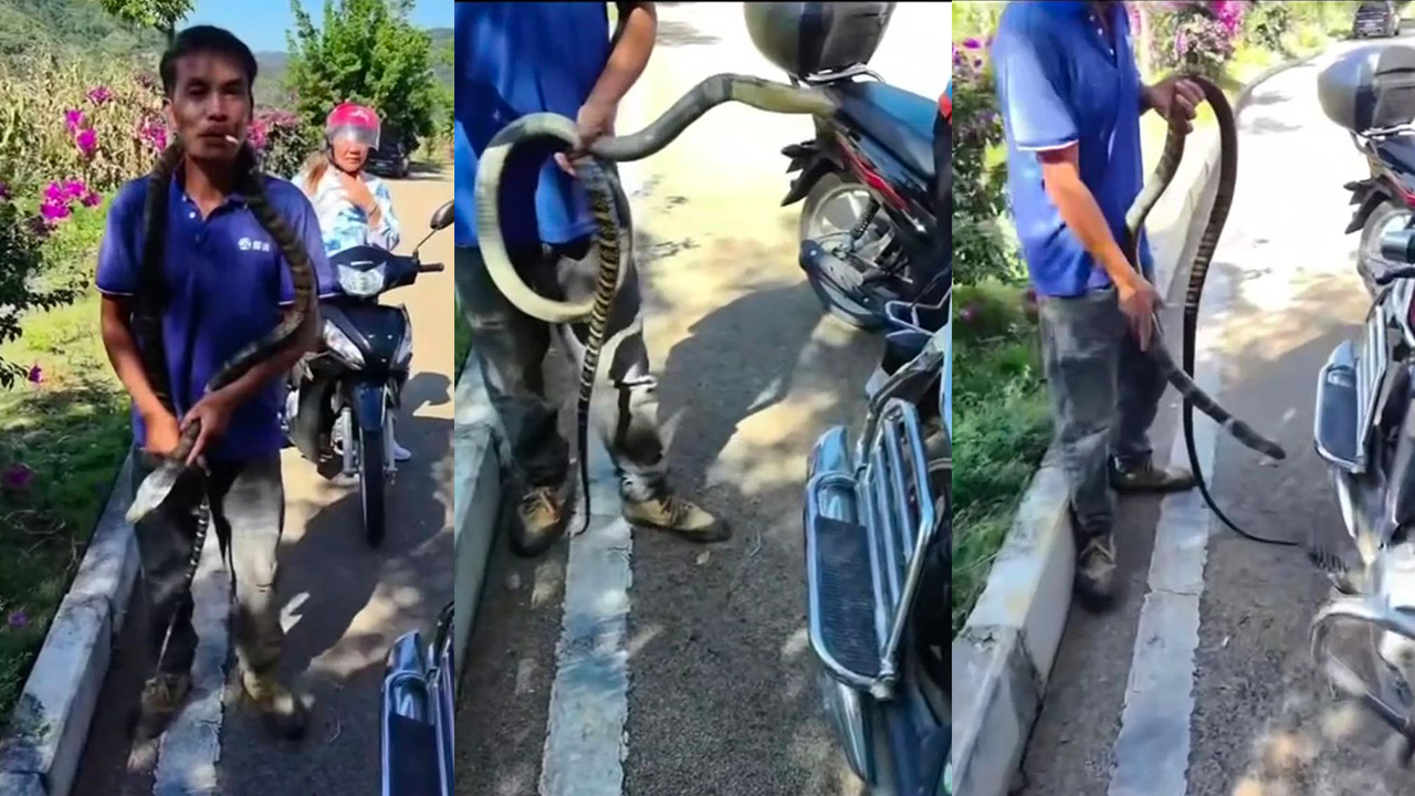 贵州眼镜王蛇咬死人事件 男子以为是乌梢蛇 不仅徒手玩耍还套脖子上 引发惨烈悲剧
