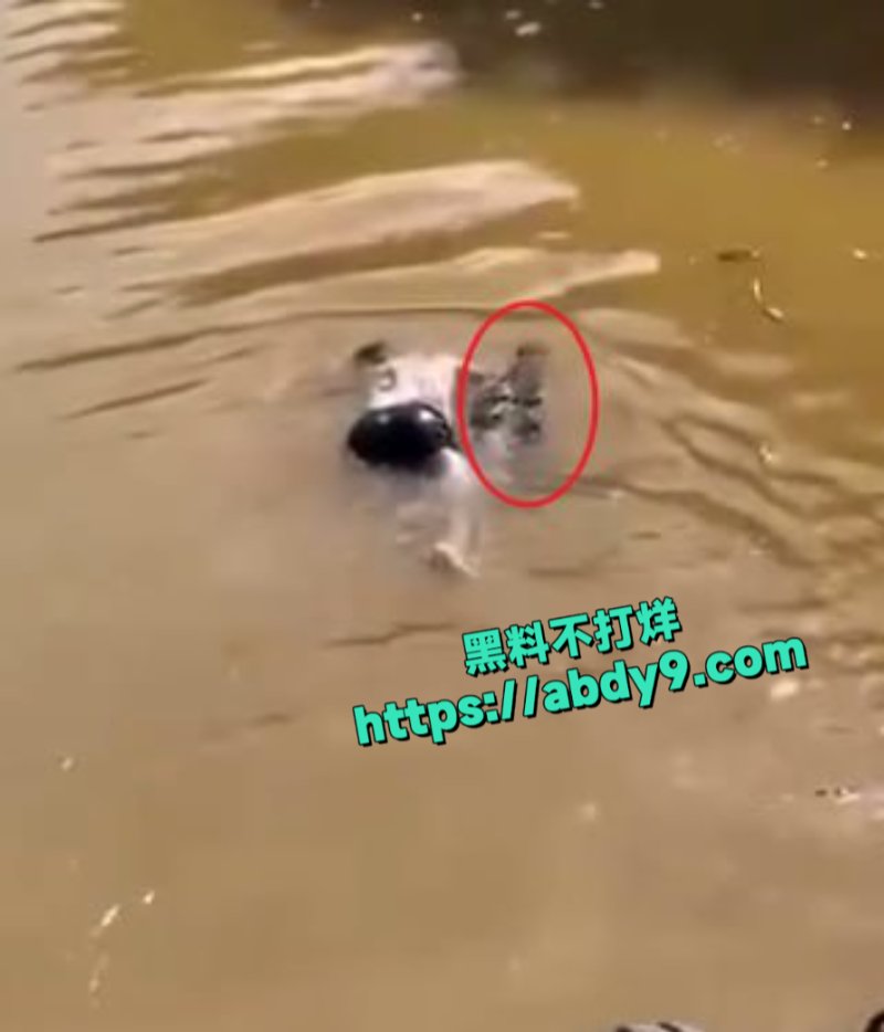 男子河中游泳惊遇鳄鱼袭击7