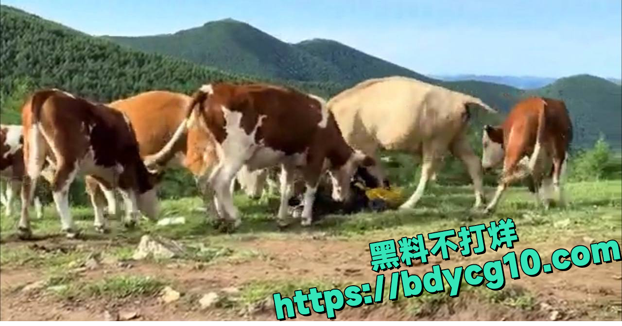五台山景区游客没素质作死记5