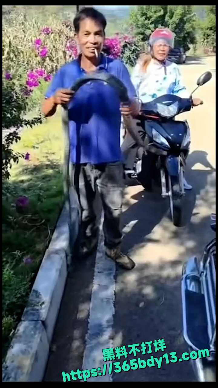 贵州眼镜王蛇 2