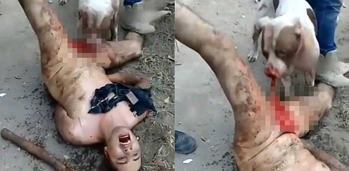极度重口胆小慎入 墨西哥强奸犯遭黑帮私刑 活人脱光让狗把鸡巴吃掉