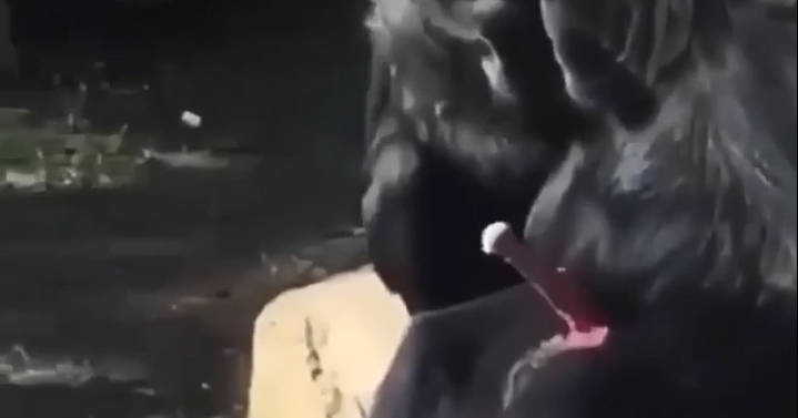 新奇视频 这狒狒也太牛了吧 想硬就硬想耷拉就耷拉 母猩猩全看傻眼了
