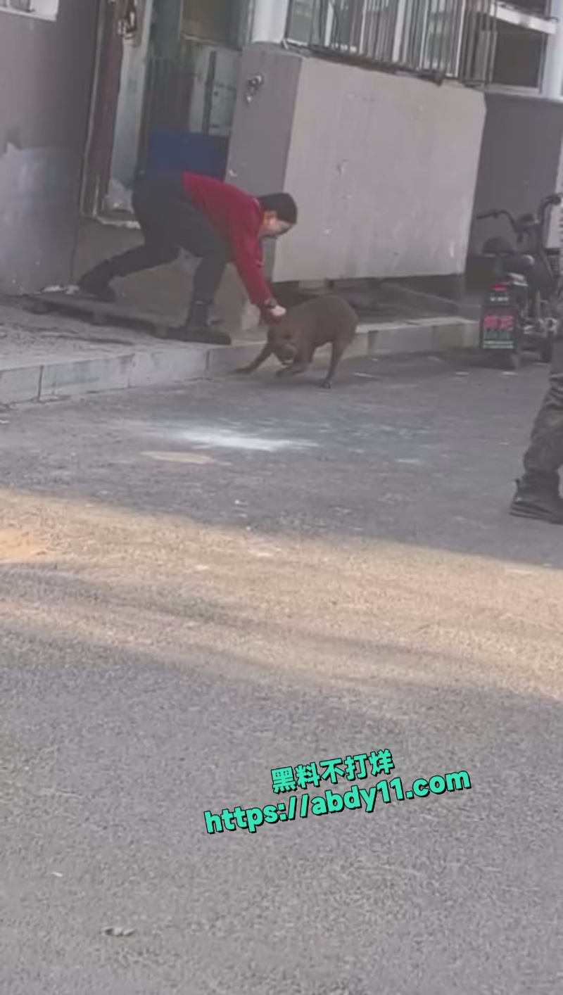 大爷被街头恶狗拼命撕咬不松口 5