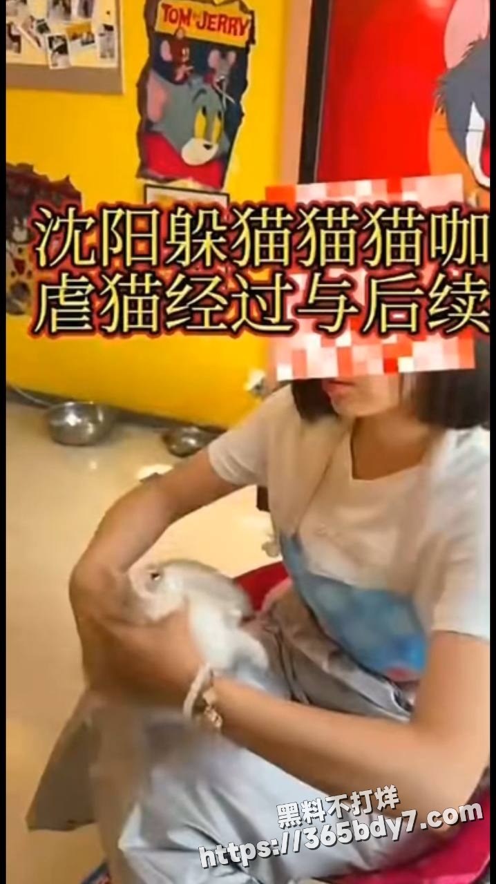 辽宁沈阳女子猫咖内虐猫致死案件5
