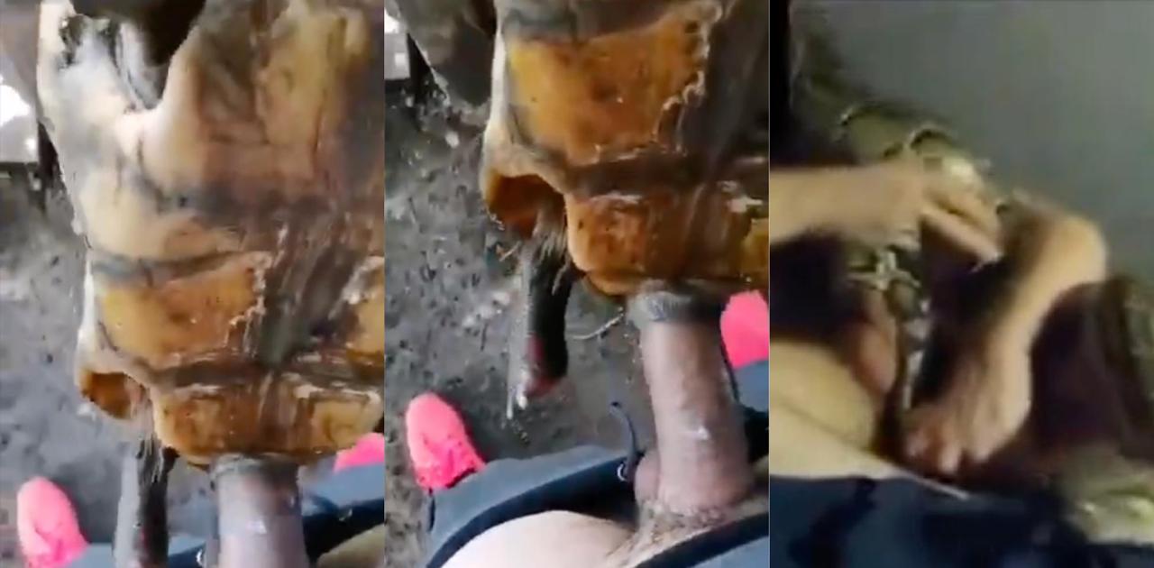 印度惊悚事件曝光 男子强奸蜥蜴并录视频 乌龟与蛇交画面引发热议