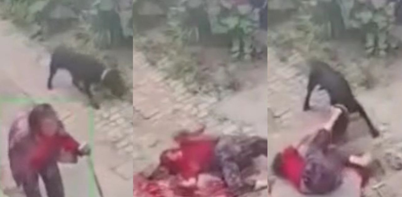 山东荷泽八旬老太被黑狗撕咬原视频 鼻子被咬掉双眼瞎了狗被找到打死了