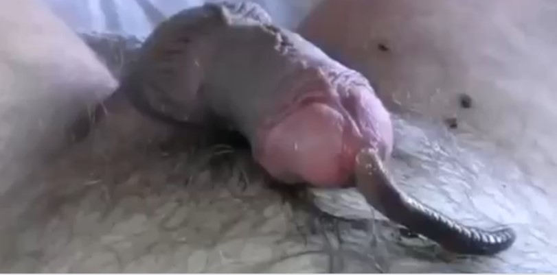 重口 慎点 马眼塞蚯蚓 浑身鸡皮疙瘩都起来了