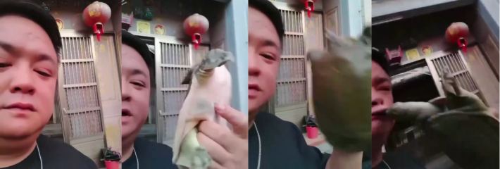 中年男人炫耀王八 被王八当场咬住嘴唇 太惨 若是咬住鸡鸡会怎样？