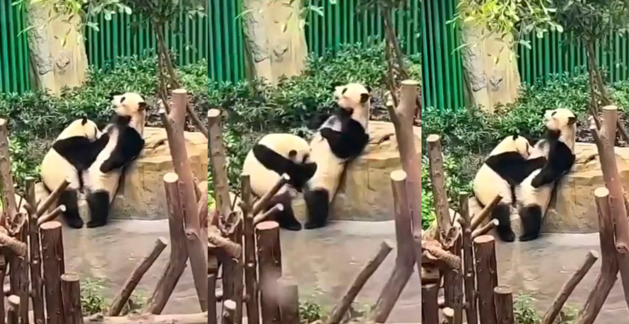 国宝在线直播交配？虽然是国宝 但是光天化日之下 是不是有点羞耻啊？