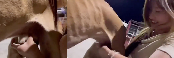 清纯小仙女直播当众给狗打飞机 开始嫌弃公狗硬不起来 结果没几下给狗撸射了