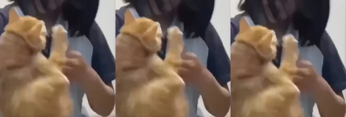 石家庄新华学校一学生虐猫被爆！网络上传出的就是该女子残忍虐猫的过程极其下头！